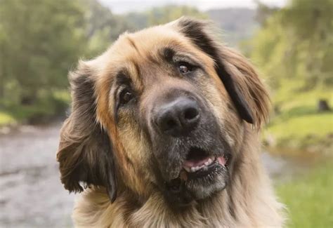 dog breeds  slobber   exploring animals