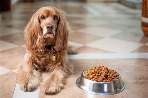 Meu cachorro não quer comer e só bebe água – e agora? | Blog da Cobasi
