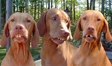 beach wallpaper: hillbillies with no teeth