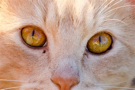 Why Do Cats Have Slit Pupils And Humans Have Round Pupils? | A Moment ...