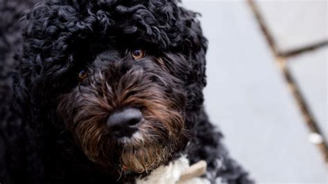 portuguese water dog grooming guide  pictures  haircut styles