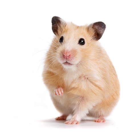 Hamster Care Guide. What You Should Know. | Small Pet Select