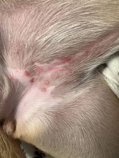 How to Help Ant Bites on Dogs