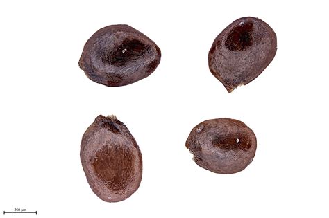 Cyanea heluensis - Seeds Of Hawaii