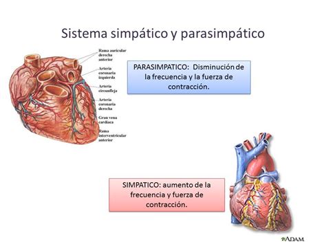 fisiologia medica iv  fotografias del sistema simpatico  parasimpatico