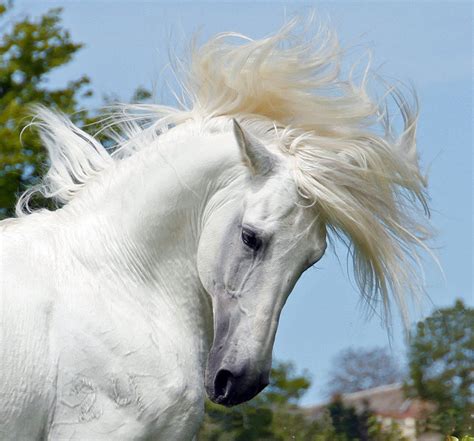 Андалузская - фотографии - equestrian.ru