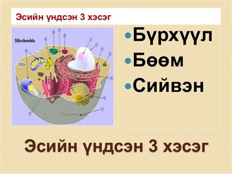 эсийн бүтэц бүрхүүл бөөм сийвэн