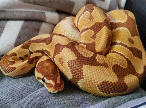 What Is An Assorted Ball Python at Amanda Okane blog