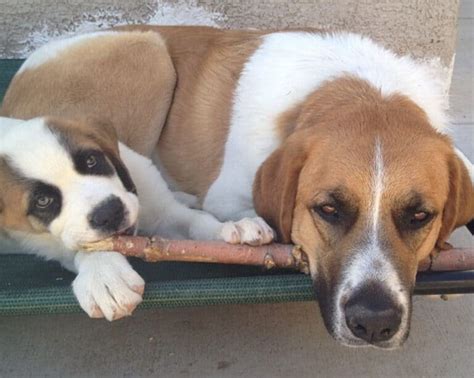 Lab St. Bernard Mix: Everything About This Gentle Giant