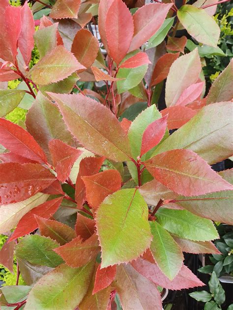 Photinia x fraseri 'Red Robin' | Shop Beautiful Photinia | Proctors Nursery
