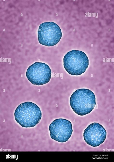 hepatitis  virus stock photo alamy