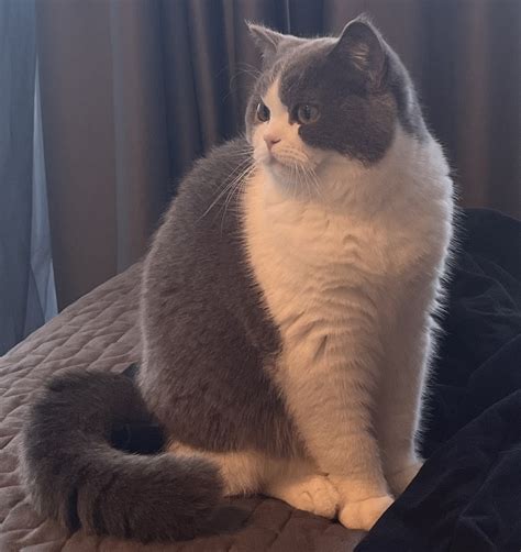 British shorthair and British longhair kittens – Mykitten Breeder Community