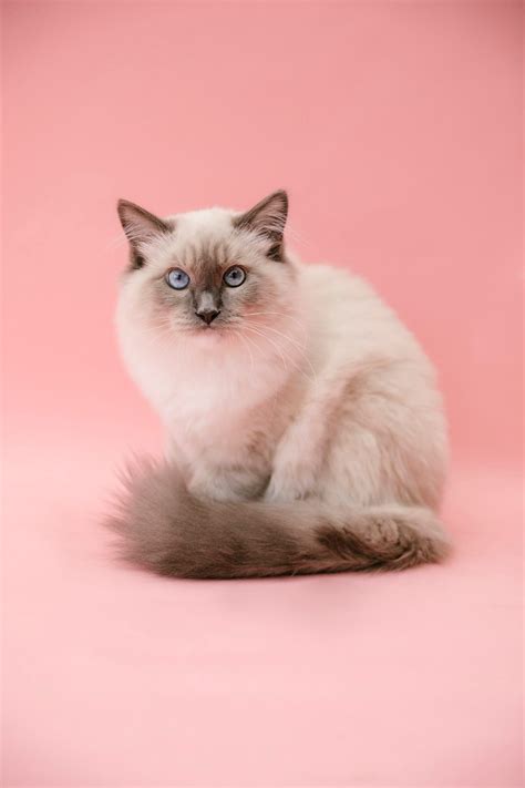 20 Cute Cat Names — Adorable Boy and Girl Kitten Names