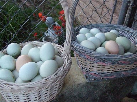 Araucana Hatching Eggs Discount For Summer ! - Awesome Araucana Chicken ...