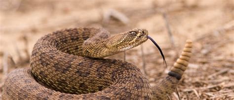 bessst practices  hiking  rattlesnake country