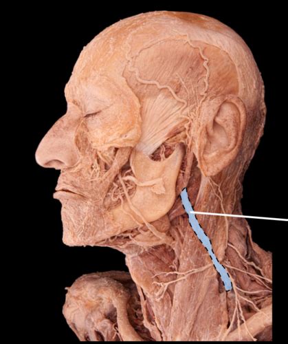 Veins - Human Cadaver Flashcards | Quizlet