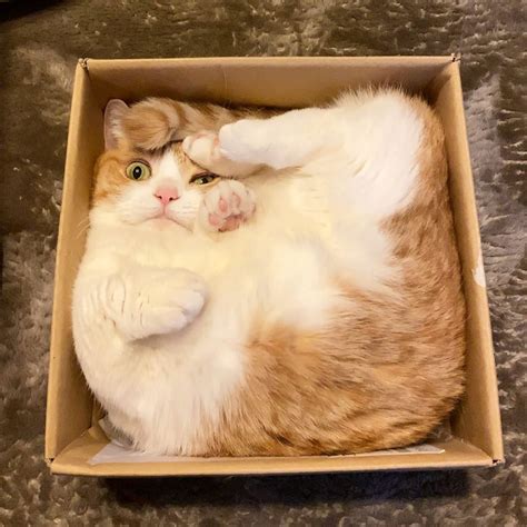 A Cat Squared : r/pics