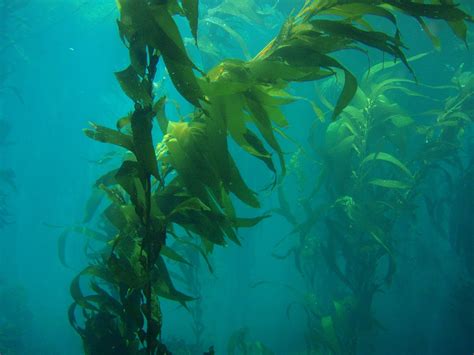 sea kelp photo credit NOAA - Visit San Simeon