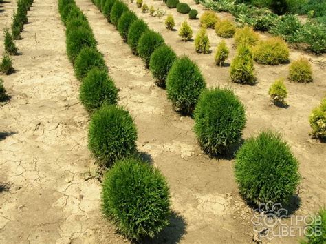 Туя западная Грин Эгг - купить саженцы Thuja occidentalis Green Egg
