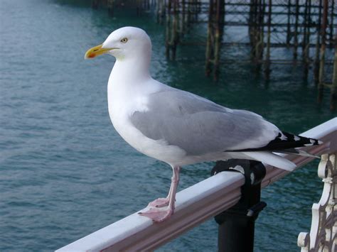 Free Stock photo of Seagull perched on a railing | Photoeverywhere
