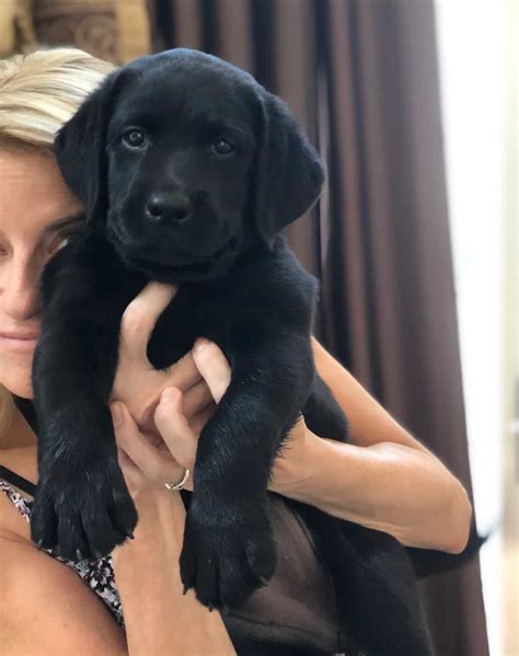 How To Pick A Labrador Puppy From A Litter - Vet Advises