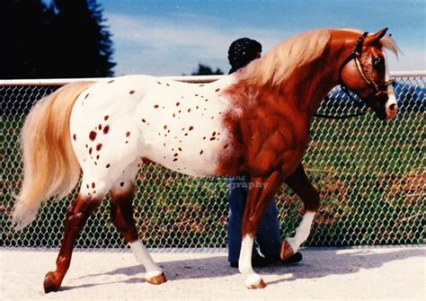 Red Roan Appaloosa Foal