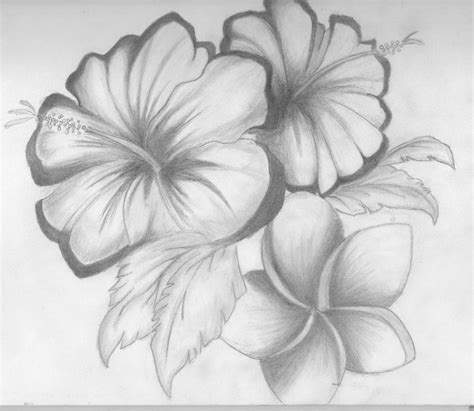 Hibiscus Flower Pencil Drawing at PaintingValley.com | Explore ...