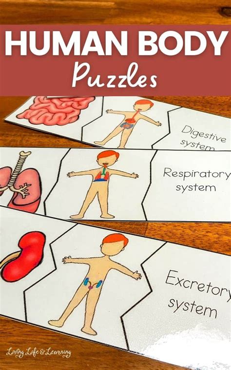 Human Body Puzzle Worksheet