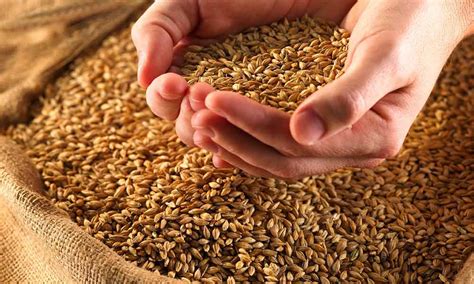 Українське зерно під питанням на світових ринках - AgroONE