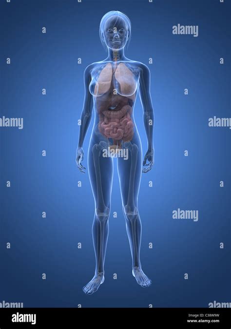 Female anatomy diagram hi-res stock photography and images - Alamy 