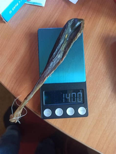 Продам медвежий жир, когти, череп (клыки), желчь. : Продукты охоты ...