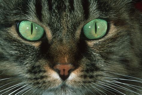 Síntomas de infección de ojos en tu gato