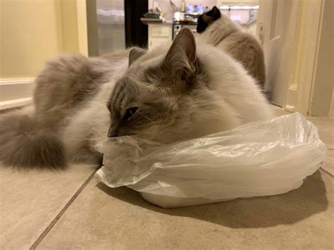 why do cats lick plastic 7