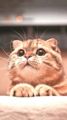 12 Spooked-Out Cats Who Look Like They've Seen A Ghost | Funny cat