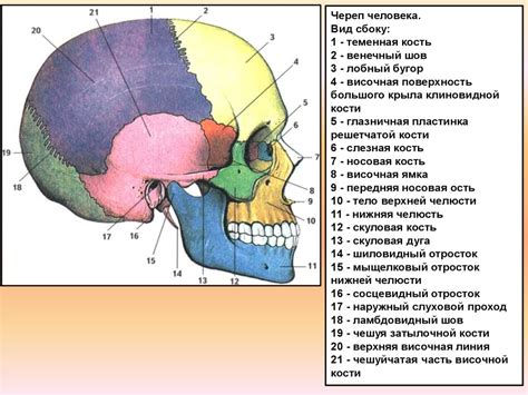 Череп человека - презентация онлайн