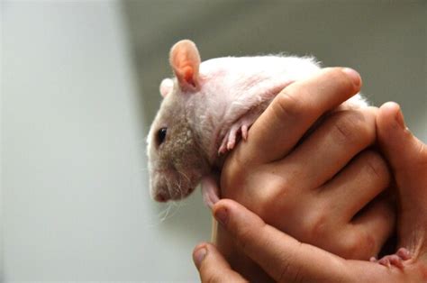 premium photo muridae