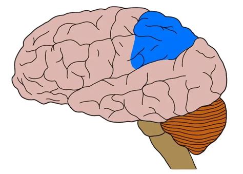 Know Your Brain: Posterior Parietal Cortex