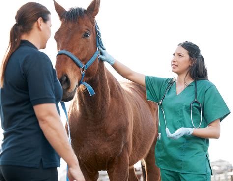 5 things to do when your horse's leg is swollen - Equus Magazine