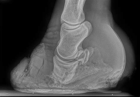 The Four Stages of Laminitis | Scoot Boots US Retail