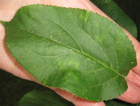 Fruit Tree Leaves Identification