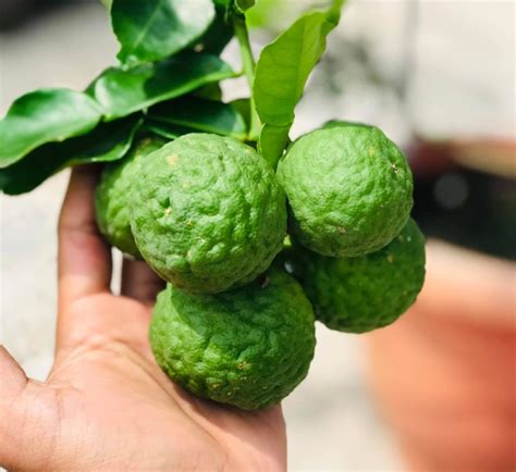 tips tanam limau purut  pasu berbuah lebat tak rosak