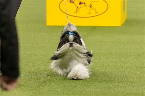 Popular Dog Breeds to Never Win Best In Show at Westminster