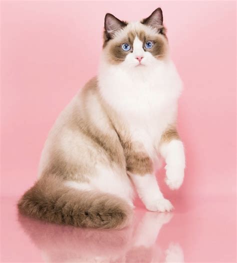 How Much Does A Ragdoll Kitten Cost? – CatsInfo