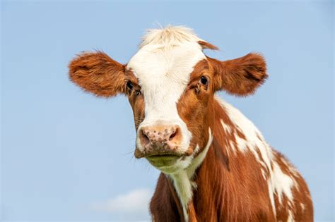 potret sapi  lalat sapi merah  lucu  tenang  api