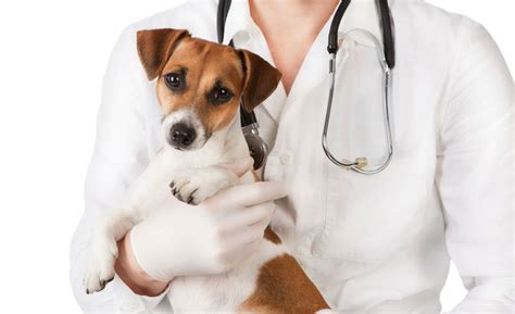 hour emergency vet clinics veterinary practice news