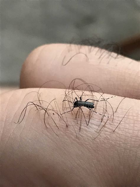 Mosquito_specie_identification Classification Model by