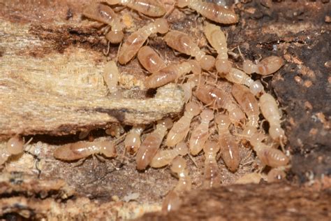 Do Termite Swarmers Eat Wood at Douglas Borba blog