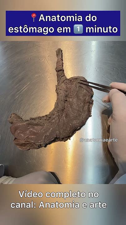 Tudo Que Come Doi O Estomago - Anatomia Do Estomago Completo