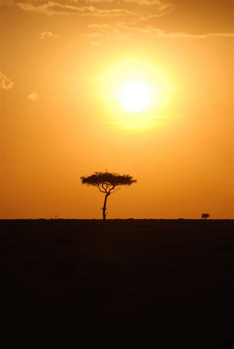 Free Images : tree, horizon, silhouette, sun, sunrise, sunset, sunlight