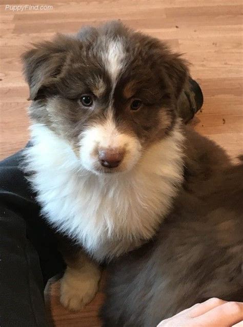 Australian Puppy